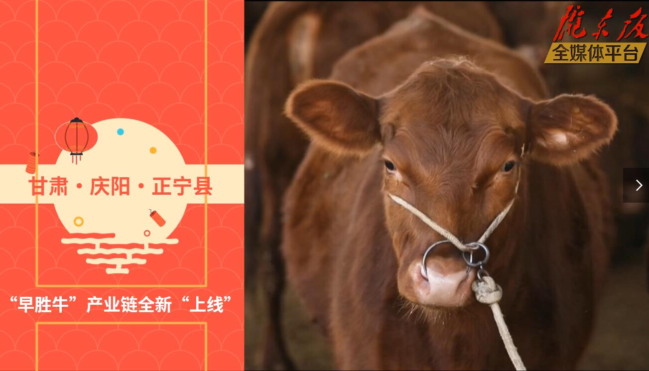 【慶陽視頻】目標20萬頭！正寧縣打造西北肉牛養(yǎng)殖大縣