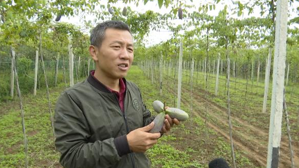 涂旭東：栽植“八月瓜” 走出致富路