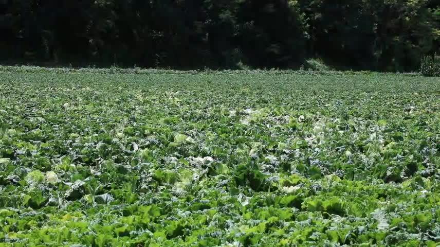 山河鎮(zhèn)解家川村：蔬菜種植正當時 產業(yè)興旺促振興