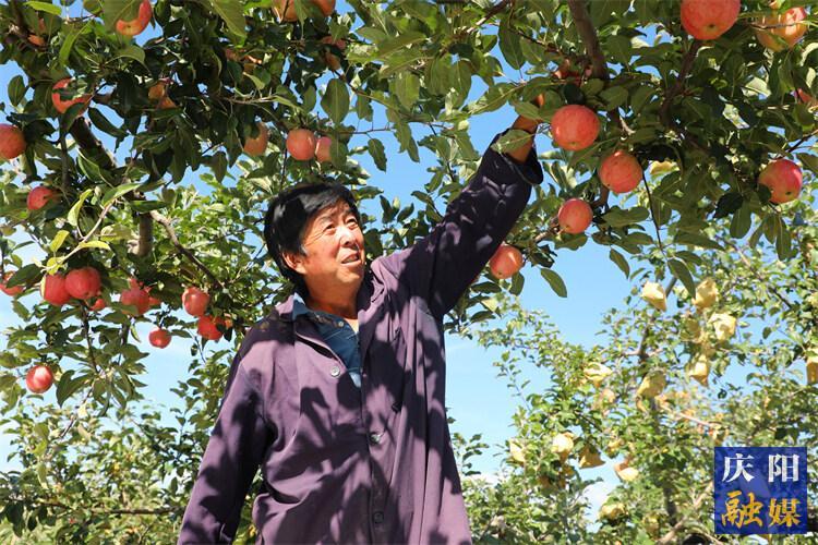 【慶陽(yáng)蘋果果真好】正寧縣早熟蘋果搶鮮上市