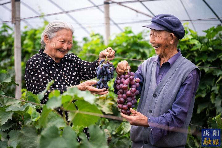 【攝影報道】慶城縣玄馬鎮(zhèn)賈橋村張永忠：帶動農(nóng)戶種植葡萄增收致富