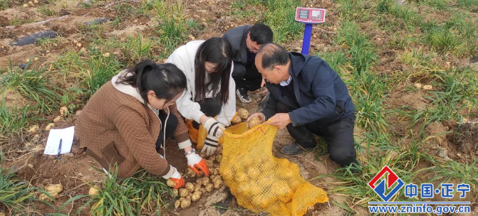 正寧縣千畝馬鈴薯喜獲豐收