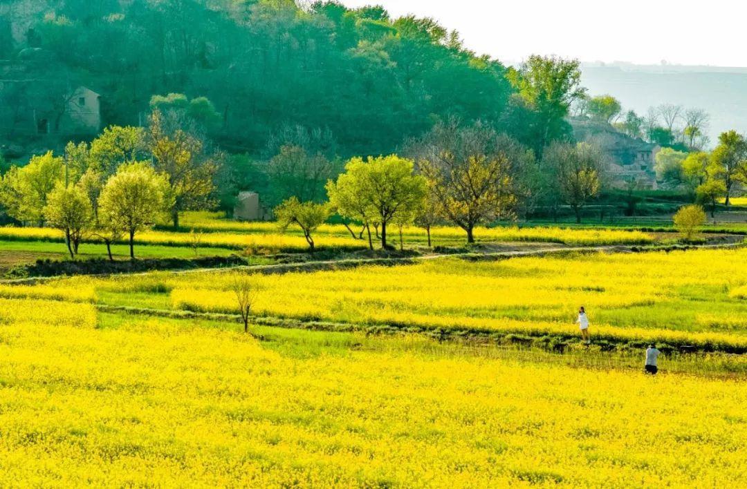 來(lái)慶陽(yáng)，一起“上春山”