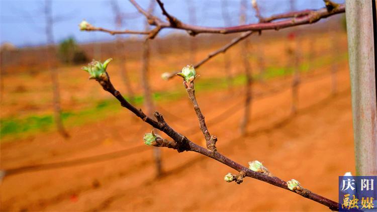 【農(nóng)事提醒】今年慶陽(yáng)市蘋果花期偏晚  需做好田間管理