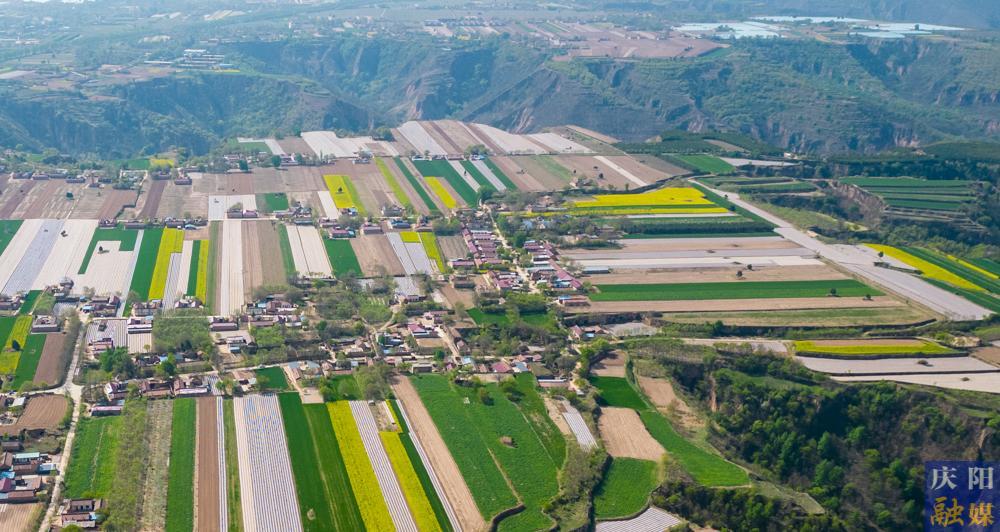 【攝影報道】西峰區(qū)3萬余畝油菜花進入盛花期