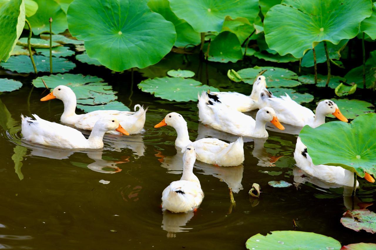 甘肅慶陽(yáng)： 黃土高坡遇荷花，蓮開(kāi)夏日香四溢