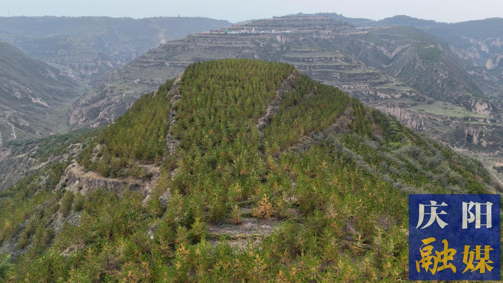 合水林管分局北川林場(chǎng)：擦亮生態(tài)底色  守護(hù)青山綠水