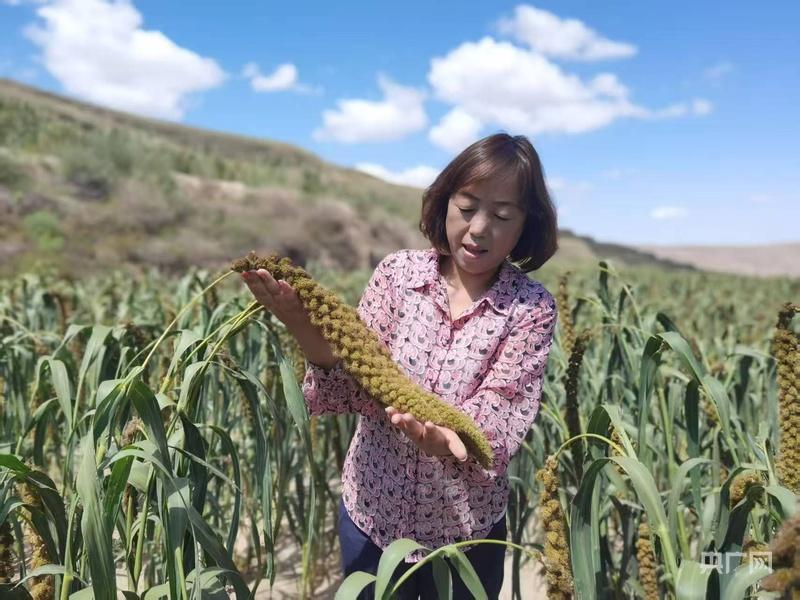 從流水線到希望的田野：王華的“一粒雜糧”振興記