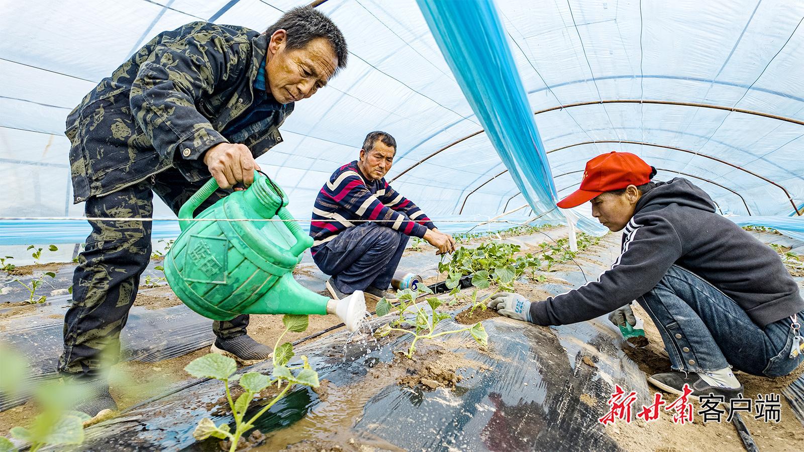 慶城驛馬鎮(zhèn)：甜瓜移栽正當(dāng)時