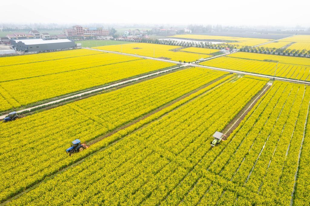 沃野逐春光——各地有序推進春耕備耕掃描